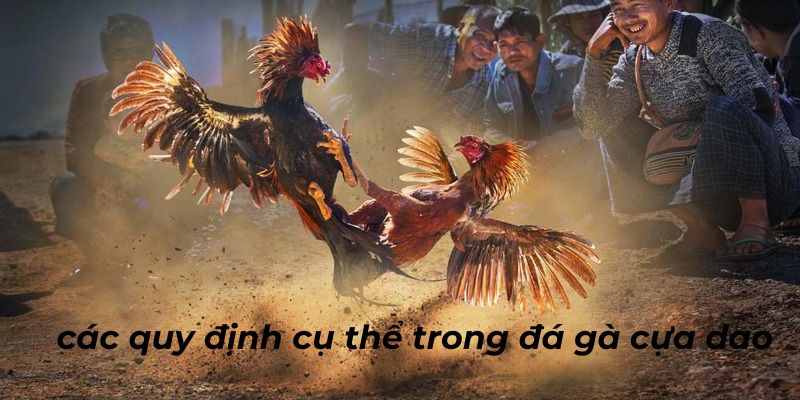 Các quy định cơ bản cần nắm được khi tham gia đá gà cựa dao